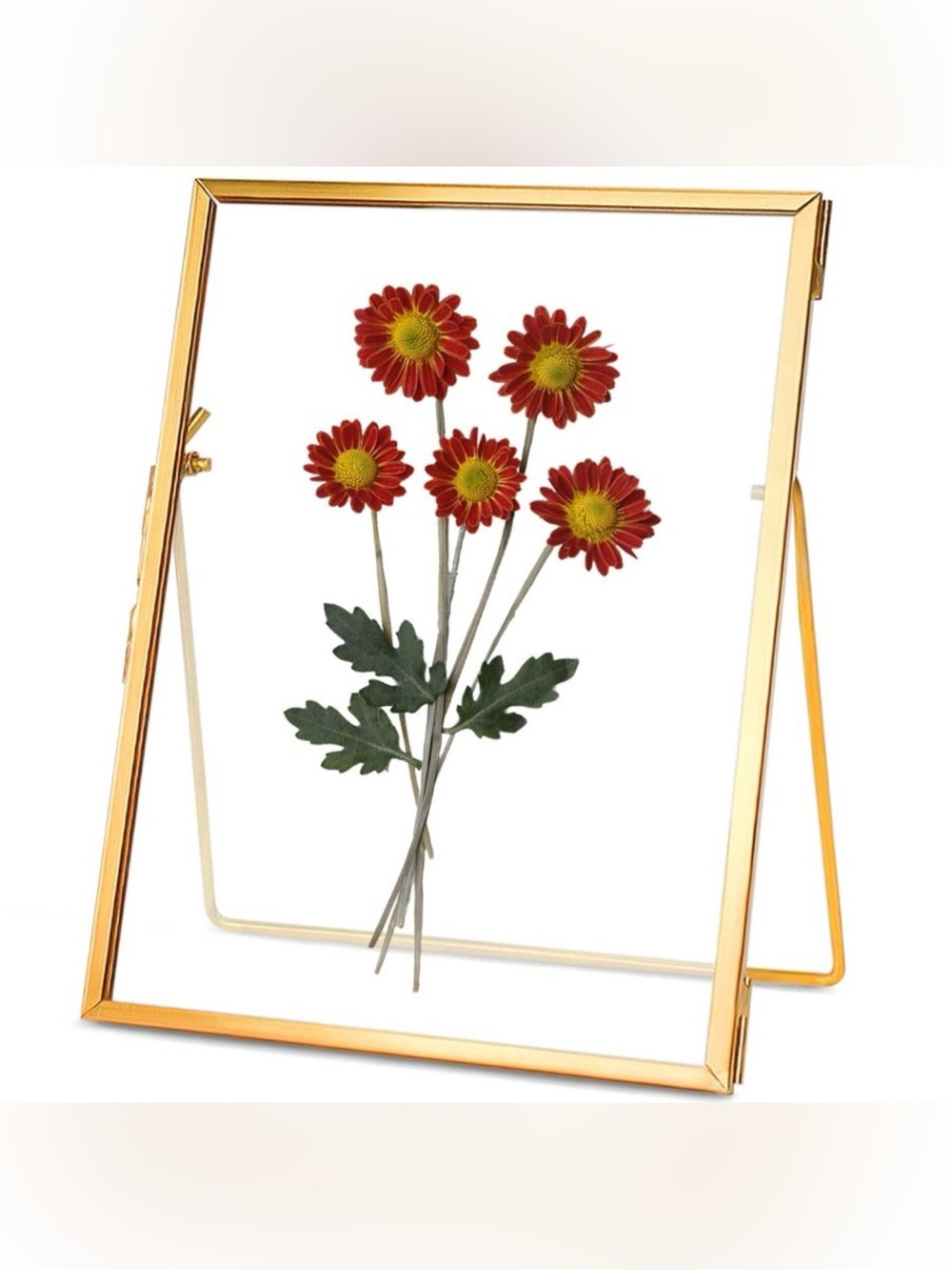 Gold Frame Pressed Red Daisy Wall Art - Home Accents